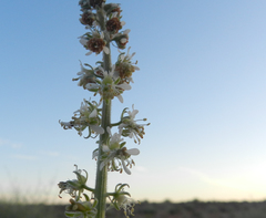 Reseda villosa