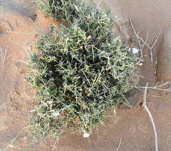 Convolvulus trabutianus