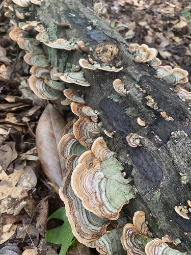 False Turkey-Tail