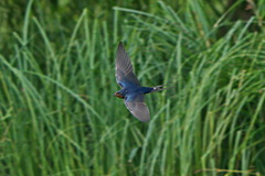 Hirundo rustica
