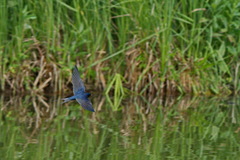 Hirundo rustica