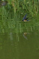 Hirundo rustica