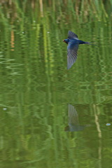 Hirundo rustica