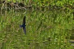 Hirundo rustica