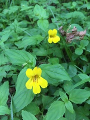 Erythranthe dentata