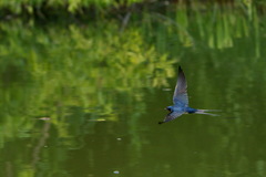 Hirundo rustica
