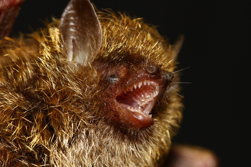 Golden-haired Tube-nosed Bat (Harpiola isodon) — Least Concern Mammalia
