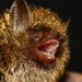 Golden-haired Tube-nosed Bat - Photo (c) Manuel Ruedi, some rights reserved (CC BY-NC), uploaded by Manuel Ruedi