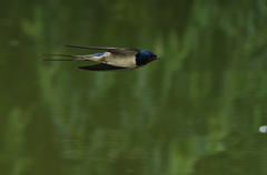 Hirundo rustica