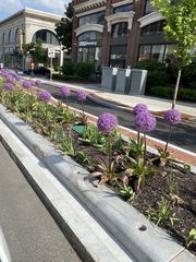 Allium giganteum
