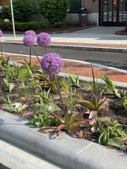 Allium giganteum