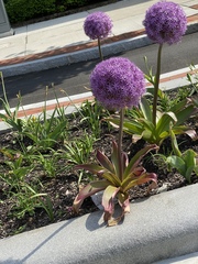 Allium giganteum