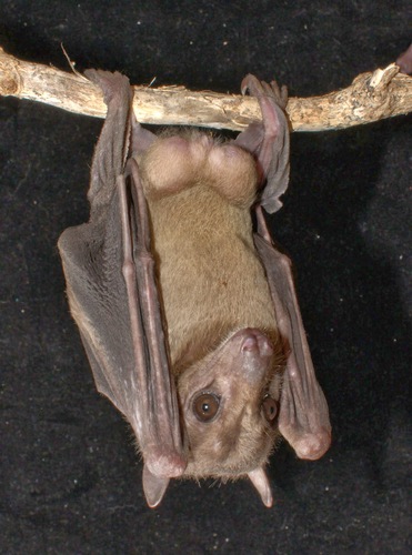 Egyptian Rousette