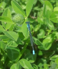 Enallagma geminatum