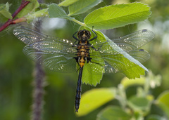 Leucorrhinia proxima
