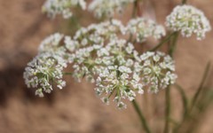 Eurytaenia texana
