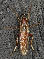 Xylomya pallidifemur