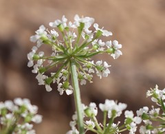 Eurytaenia texana
