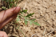 Eurytaenia texana