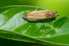 Eucosma radiatana