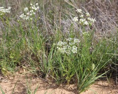 Eurytaenia texana