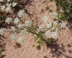 Eurytaenia texana