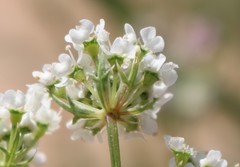Eurytaenia texana