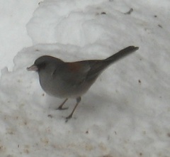 Junco hyemalis caniceps