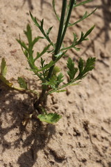 Eurytaenia texana