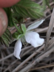 Rubus flagellaris