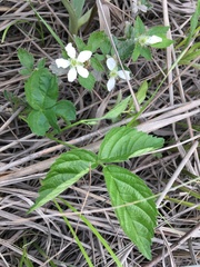 Rubus flagellaris