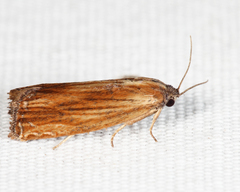 Eucosma umbrastriana