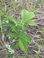 Rubus flagellaris