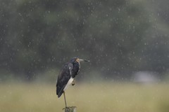 Egretta tricolor image