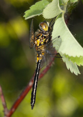 Leucorrhinia proxima
