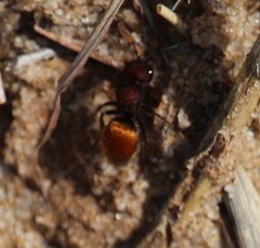 Pseudomethoca brazoria
