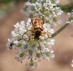 Typocerus octonotatus