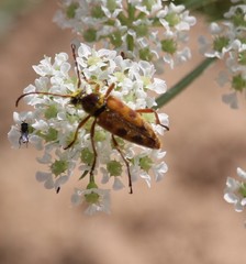 Typocerus octonotatus