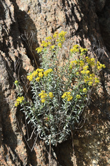 Odontarrhena argentea