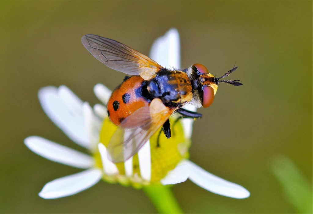 Ladybird Fly