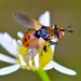 Ladybird Fly - Photo (c) Stefan Spring, some rights reserved (CC BY-NC), uploaded by Stefan Spring