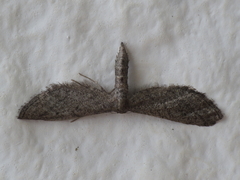 Idaea carvalhoi