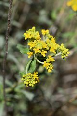 Odontarrhena argentea