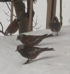 Leucosticte tephrocotis littoralis