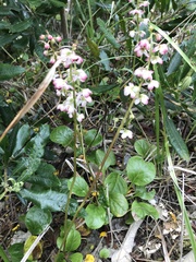 Pyrola asarifolia asarifolia