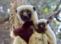 Propithecus coquereli