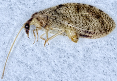 Hemerobius humulinus