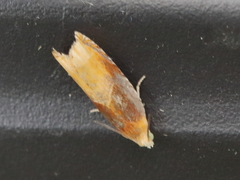 Dichrorampha bittana