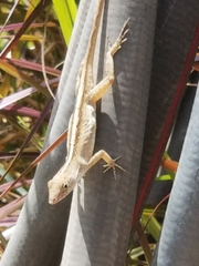 Anolis sagrei