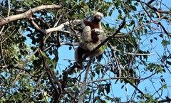 Propithecus coquereli